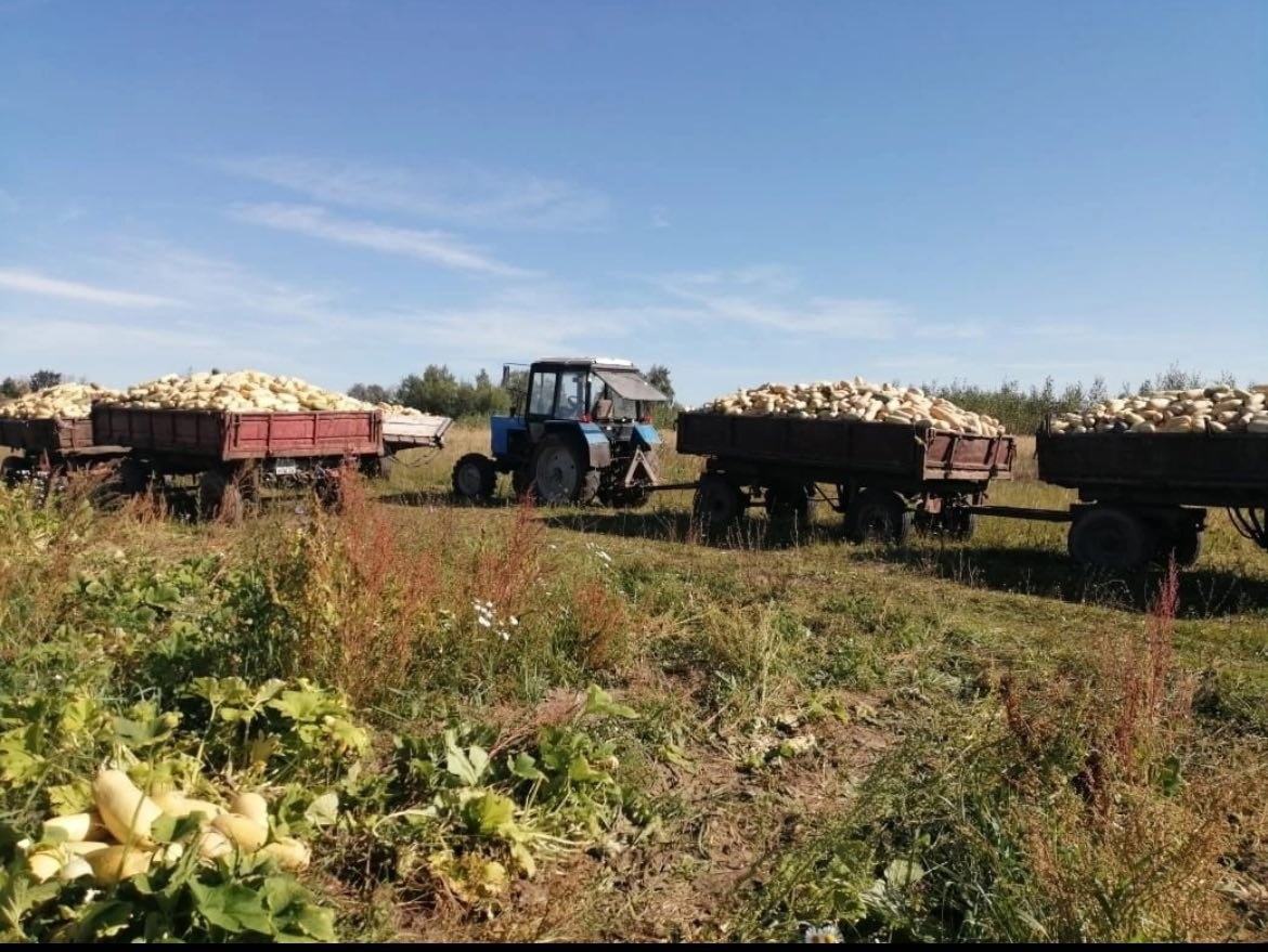 Во Владимирской области собрали 1800 тонн кабачков