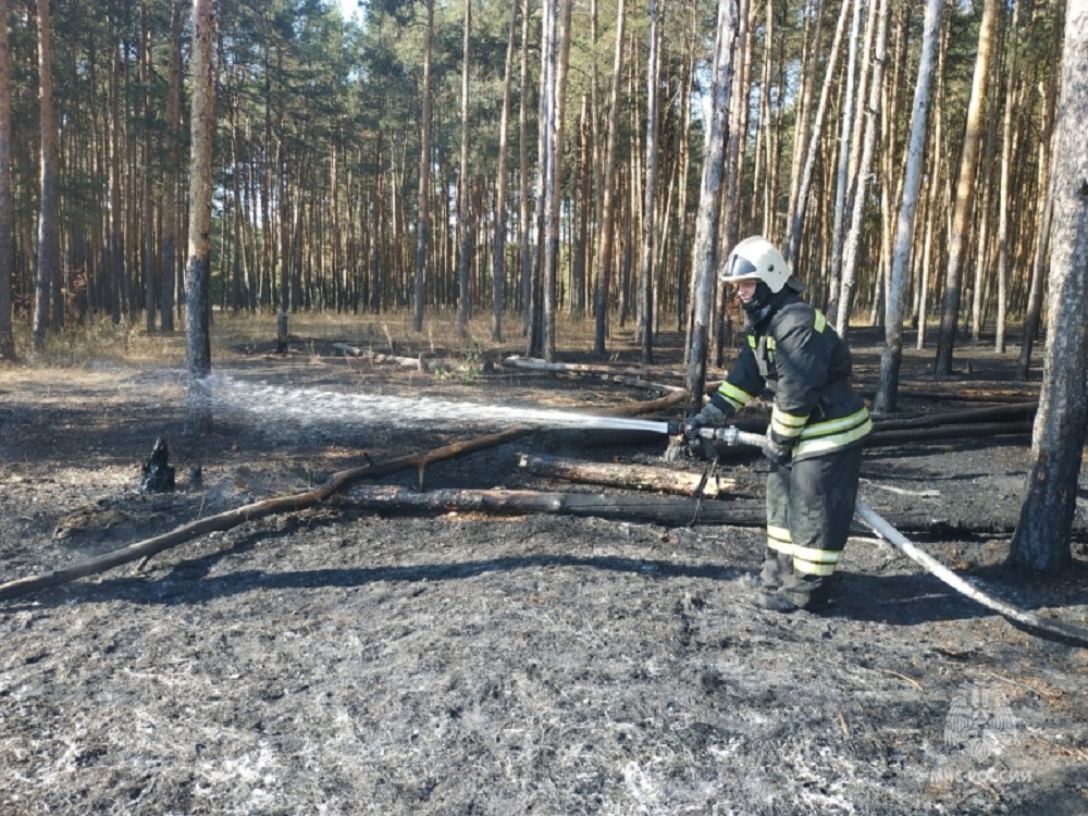 Во Владимирской области произошел 51 лесной пожар