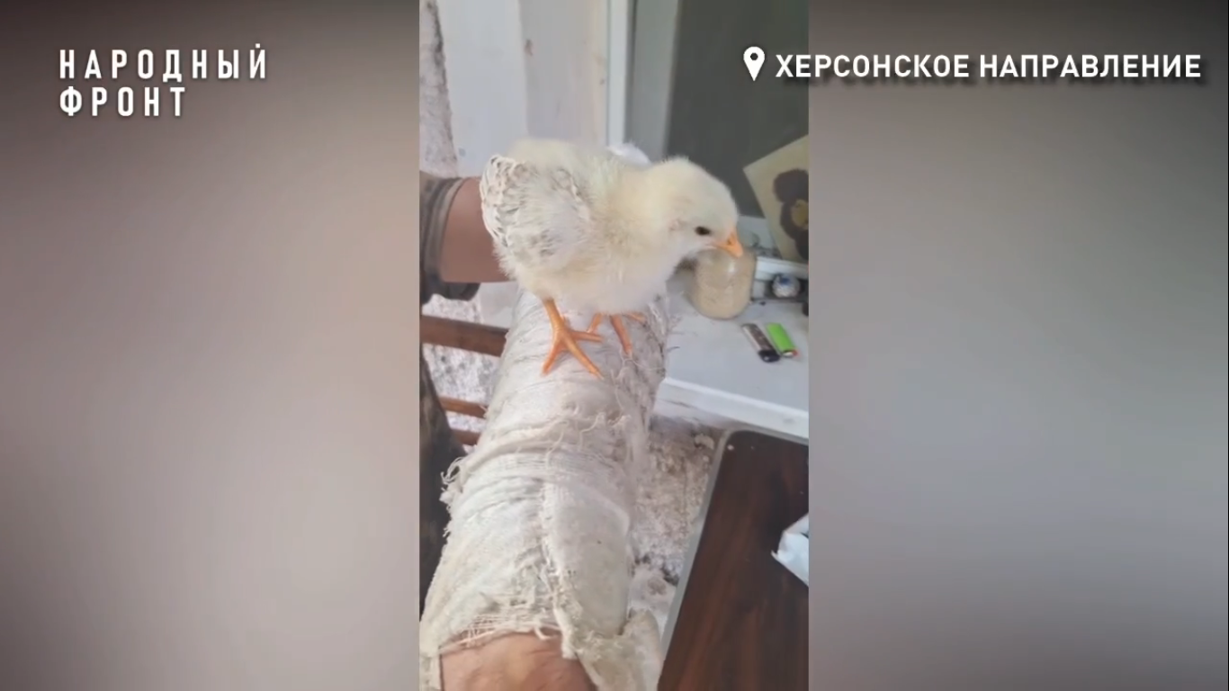 Бойцы СВО из Александрова приютили на передовой птенца
