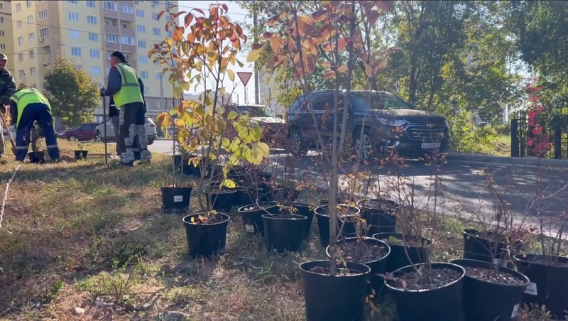 На улице Сперанского во Владимире начинают высаживать многолетние растения 