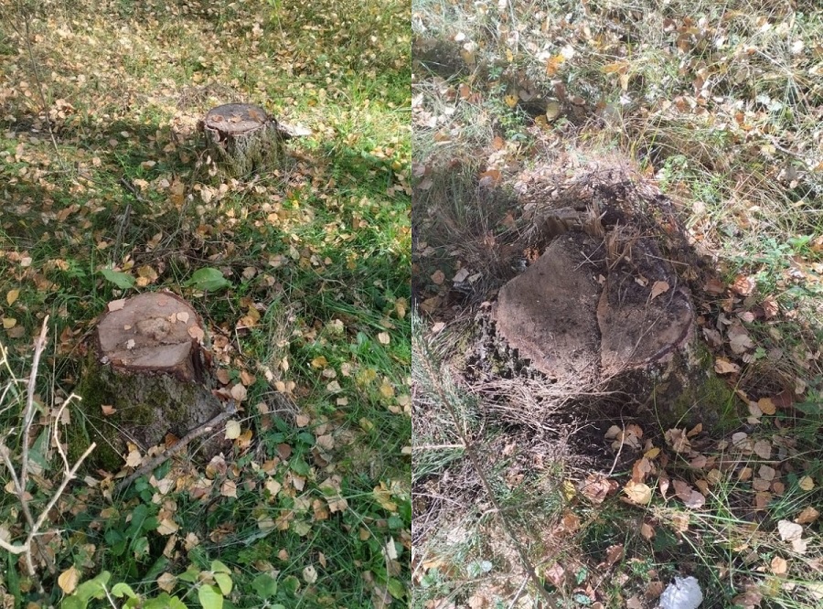 В Муромском районе неизвестные незаконно вырубили деревья в лесу 