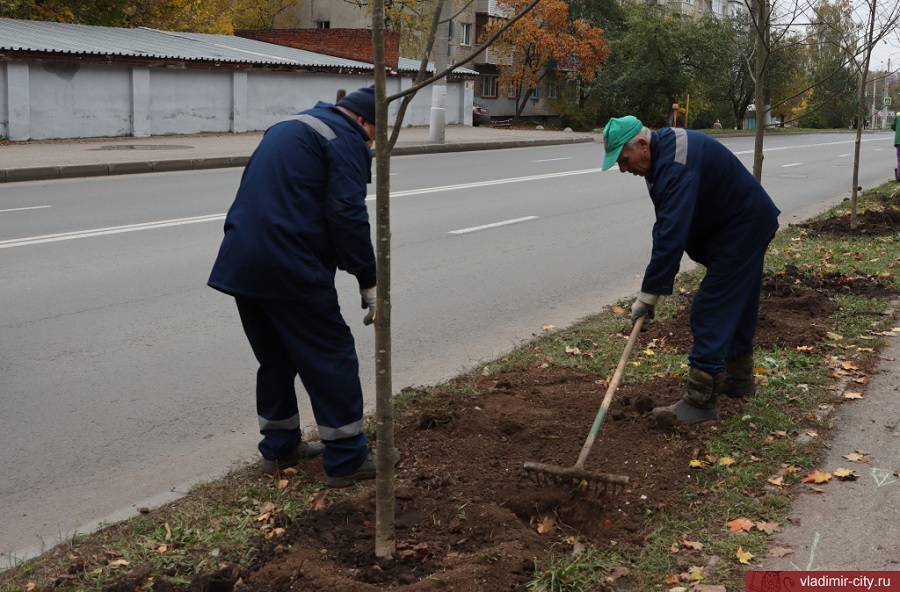 Во Владимире началась компенсационная высадка деревьев 