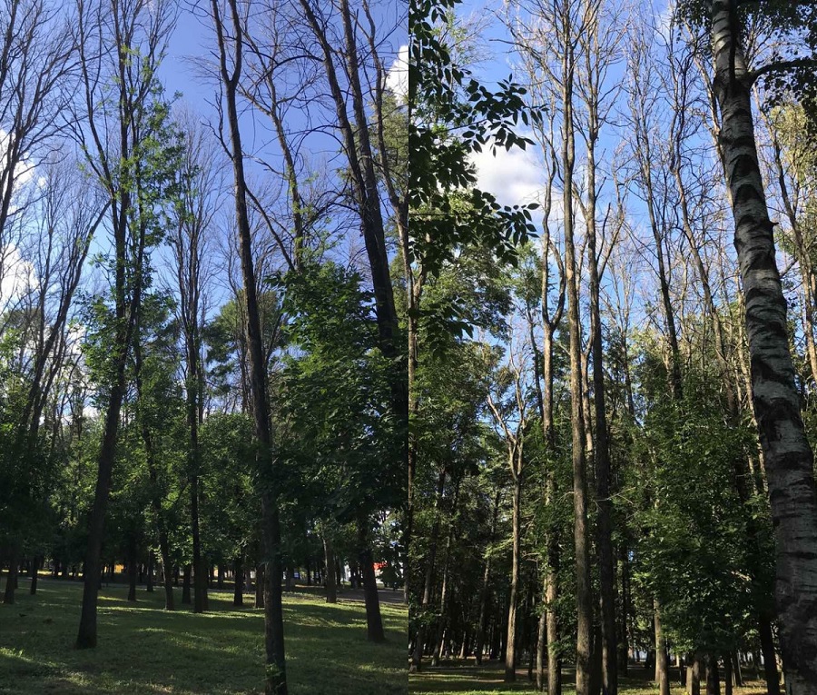 В Центральном парке во Владимире вырубят более двух сотен деревьев 