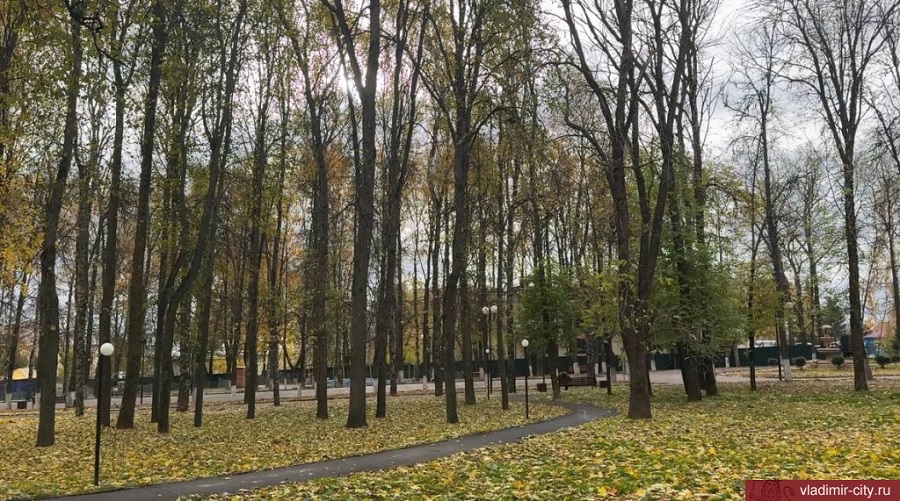Во Владимире отменили торги по поиску подрядчика для вырубки 250 деревьев в Центральном парке 