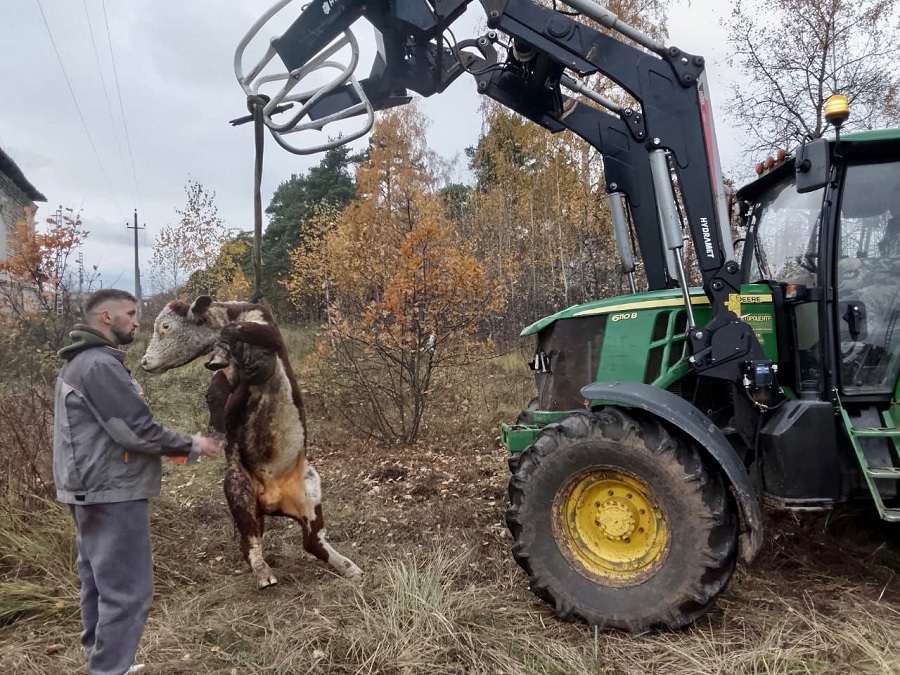 В Петушинском районе спасатели вытащили быка, который провалился в ливневую канализацию