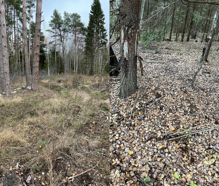 Во Владимирской области арендатор лесного участка незаконно вырубил деревья на 2 миллиона рублей 