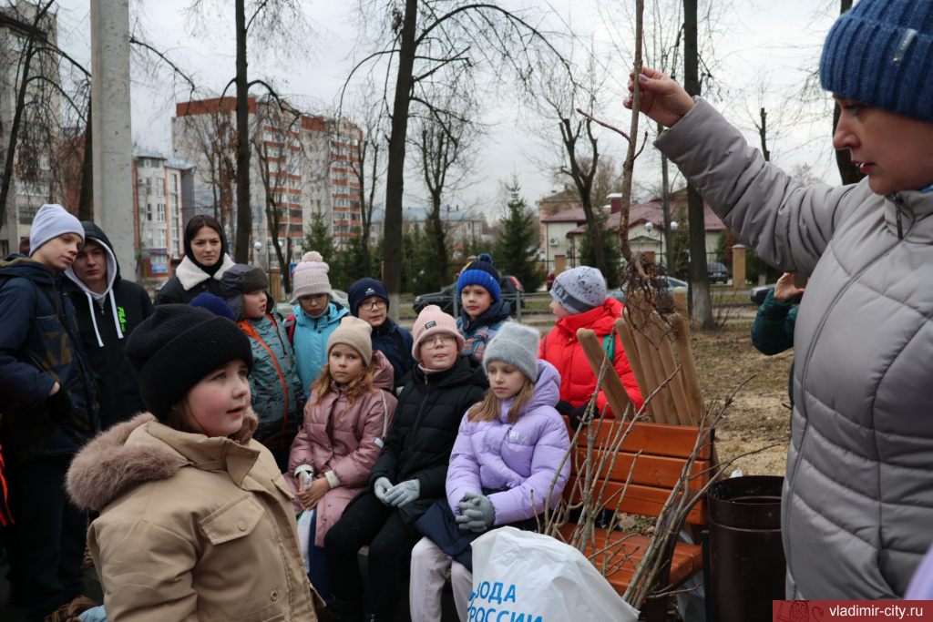 Юные владимирцы высадили каштаны в сквере на Усти-на-Лабе