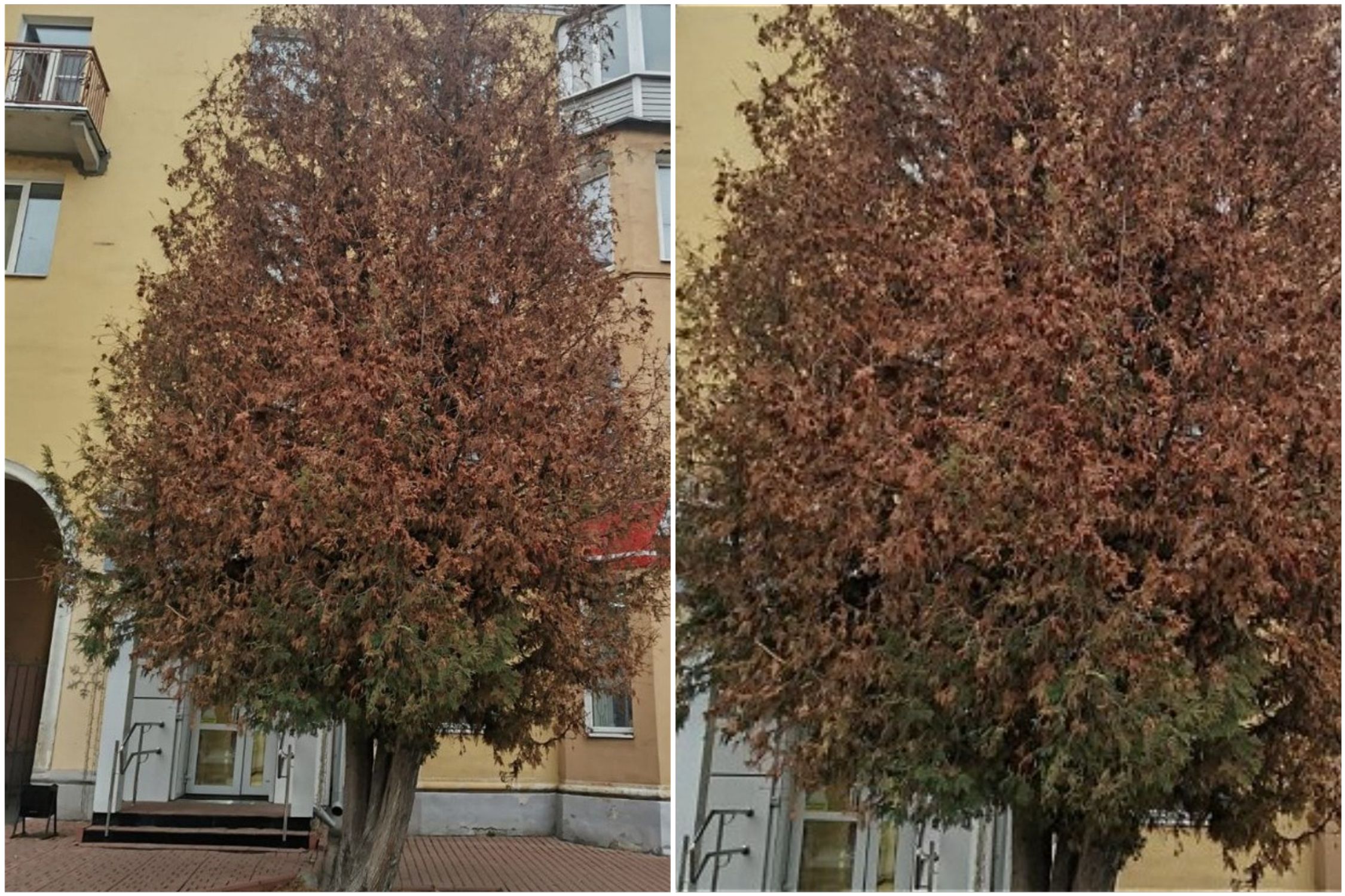  во Владимире погибает многолетняя туя 