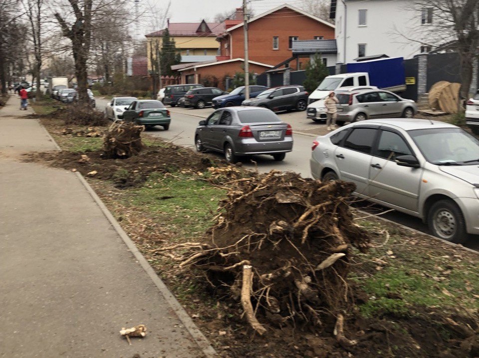 В Центральном парке Владимира пораженные златкой деревья решили вырубить