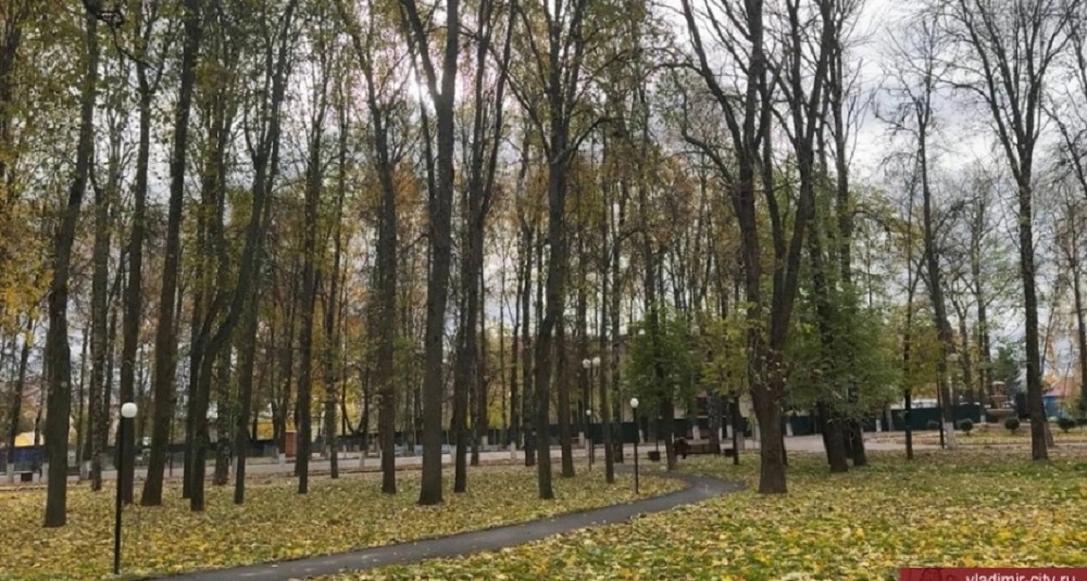 Владимирская администрация ищет подрядчика, который срубит 172 дерева в двух городских парках 