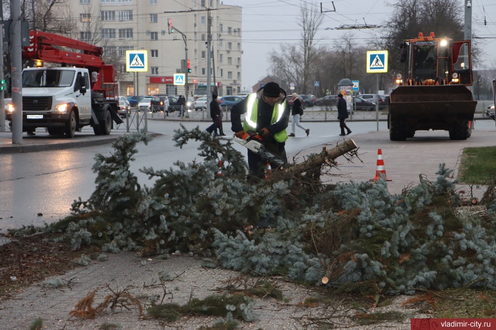 На площади Победы во Владимире начали вырубать больные ели 