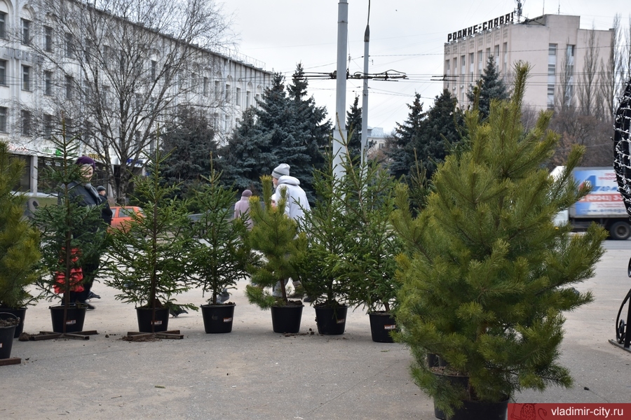 В горадминистрации рассказали, где и когда откроются елочные базары