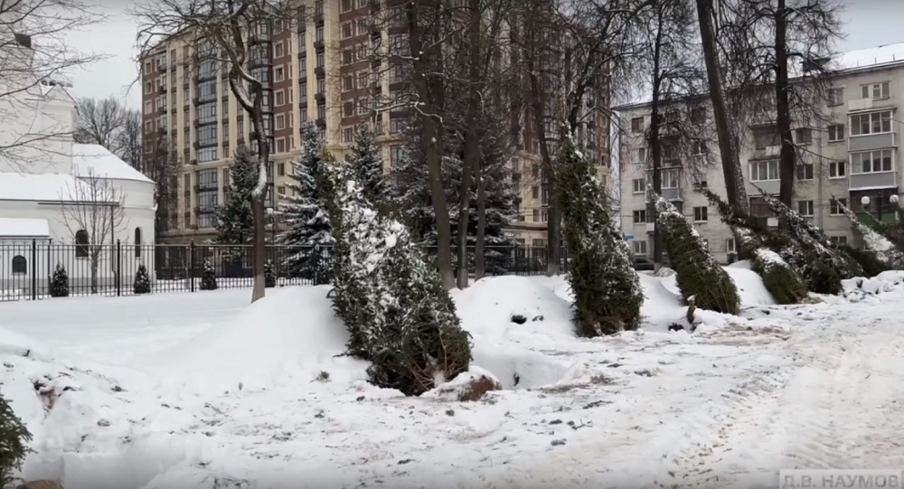 На площади Победы во Владимире высадили 15 новых елей 