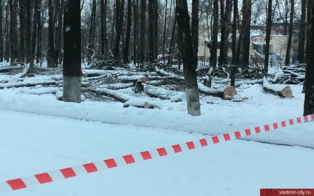 В Центральном парке Владимира удаляют деревья, пораженные ясеневой златкой