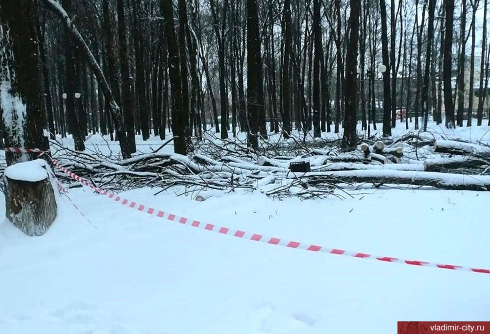 В Центральном парке во Владимире вырубают больные деревья 