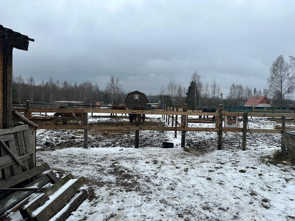 В Киржаче возбудили уголовное дело после падения 10-летней девочки с лошади 