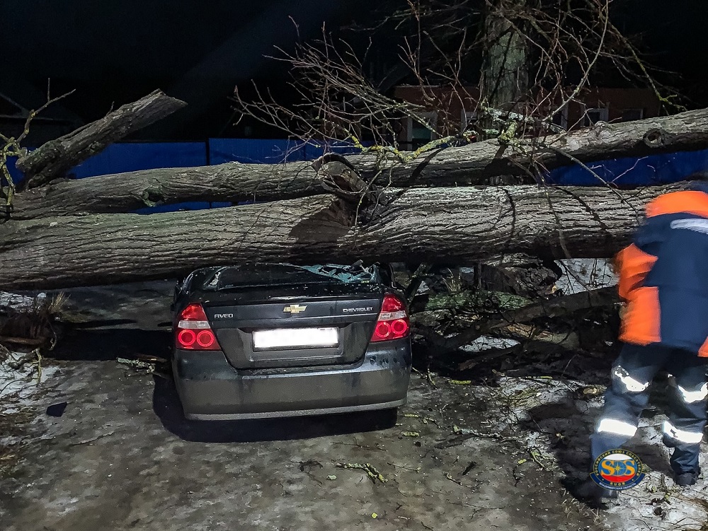 Во Владимирской области на автомобиль рухнуло дерево 