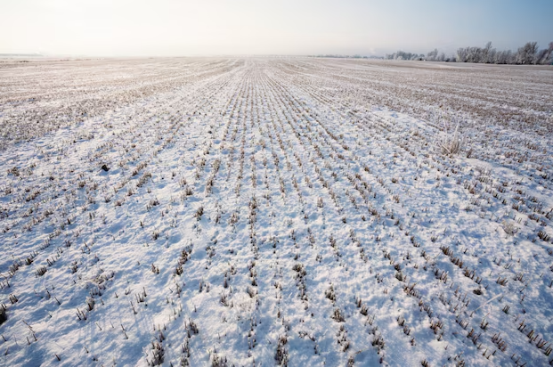 33 000 гектаров полей во Владимирской области остались без снежного покрова