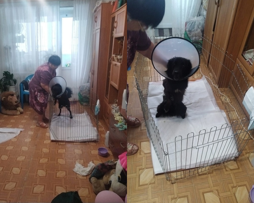 В Кольчугине осудят живодерку, которая издевалась над собакой