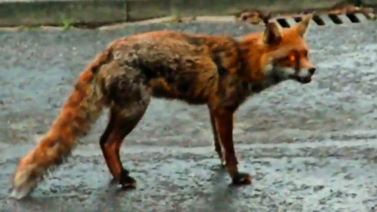 Из-за бешеной лисы в одной из деревень Суздальского района ввели карантин