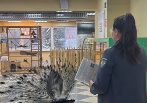 Во Владимире зоопарк «Мини кенгуру» подозревают в серьезных нарушениях
