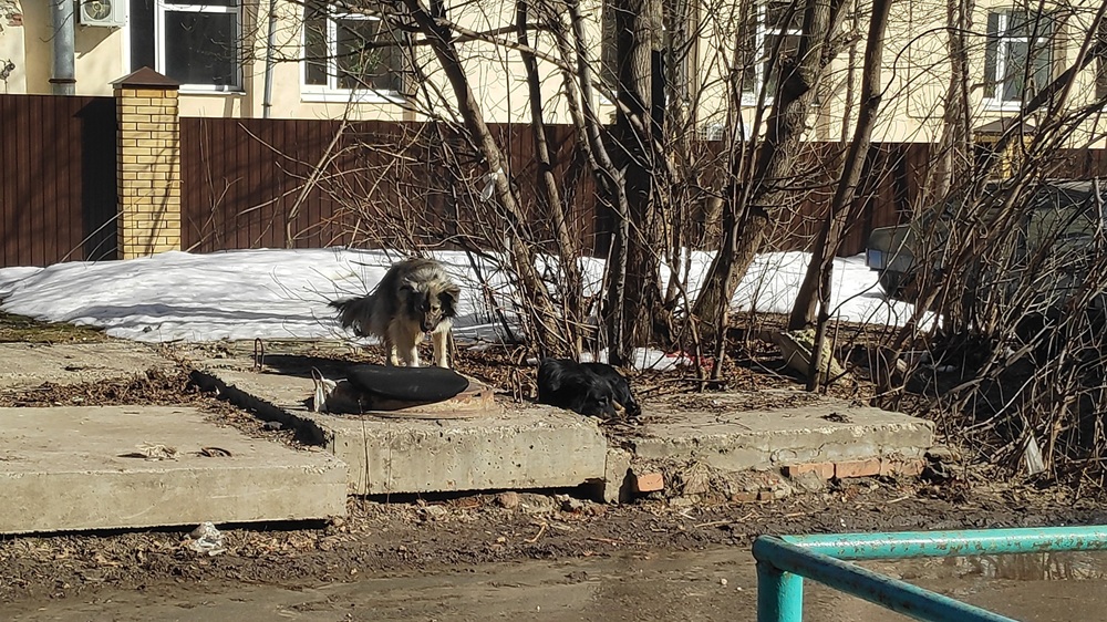 В Петушинском районе выявили бешенство у собаки 