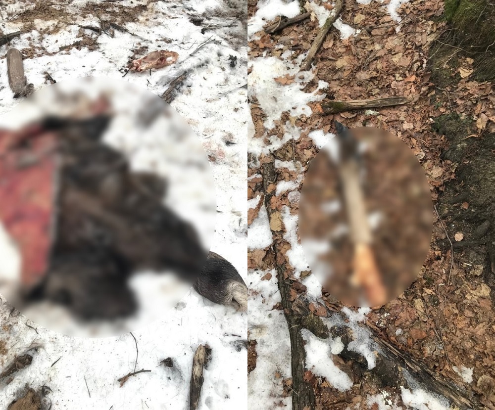 В Камешковском районе возбуждено дело о незаконной охоте на лося в заказнике 