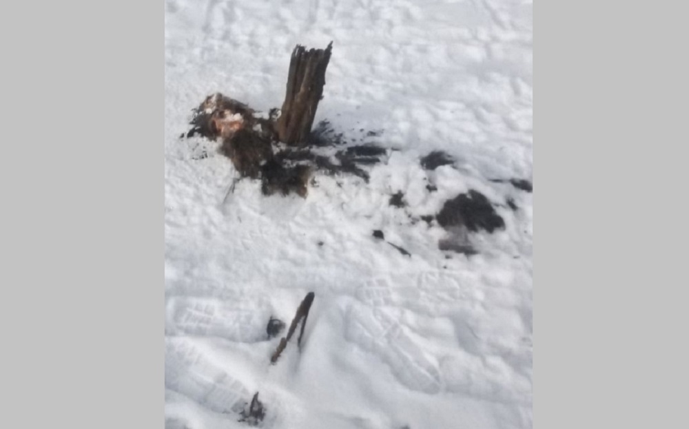 В Камешковском районе обнаружили труп провалившегося под тонкий лед лосёнка