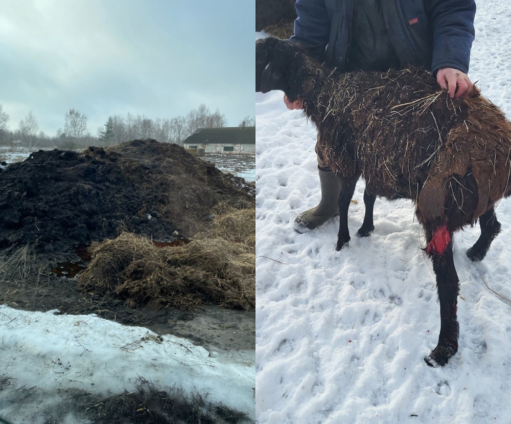 На муромской ферме из-за плохого содержания собаки покалечили купленных на миллионный грант овец