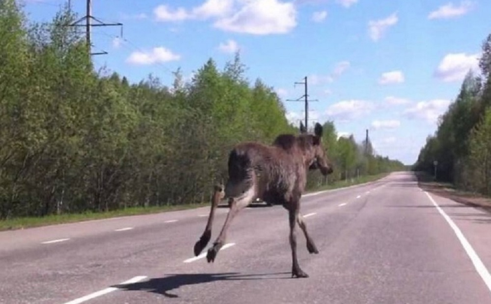 Во Владимирской области назвали самые опасные районы из-за весенней миграции диких животных