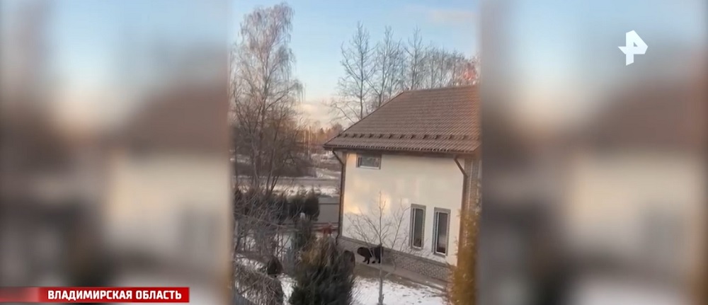 Бастрыкин поручил возбудить уголовное дело по факту нападения собак на людей в Киржаче