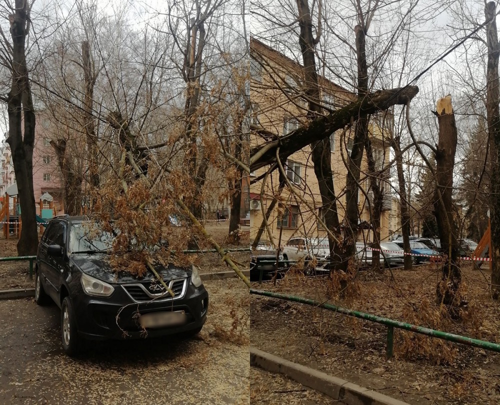 Во Владимире на легковушку рухнуло дерево 