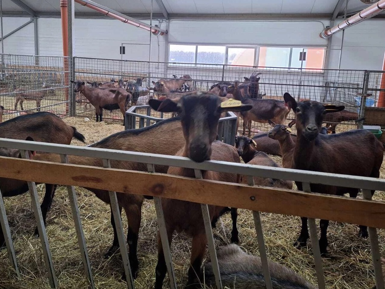 В Петушинском районе появится ещё один агротуристический комплекс