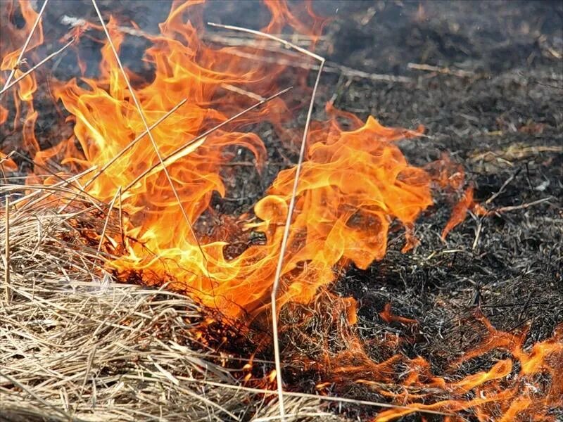 Владимирцам напомнили о штрафах за разведение костров
