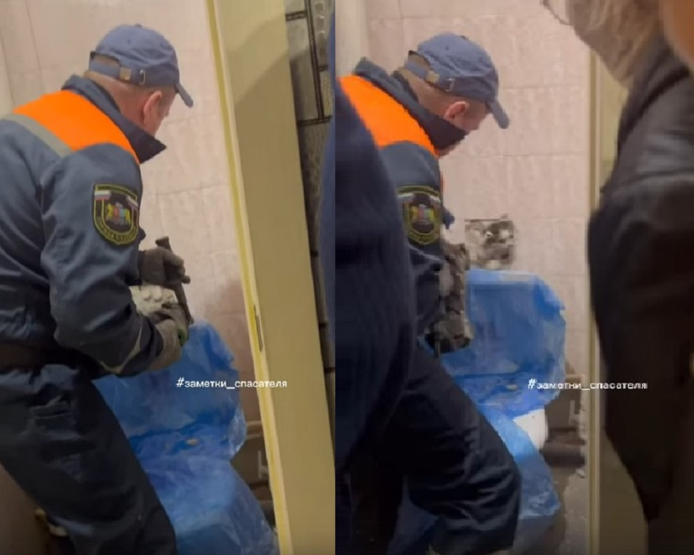 В Коврове спасатели пришли на помощь застрявшей в вентиляции кошке