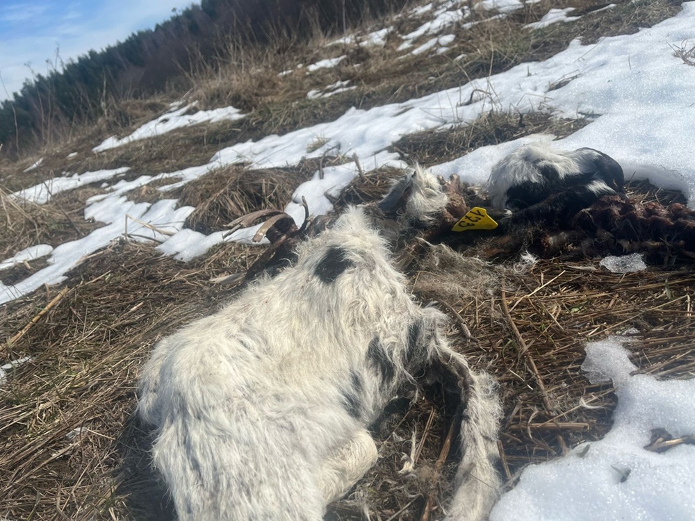 В Киржачском районе обнаружили стихийное захоронение молодняка крупного рогатого скота