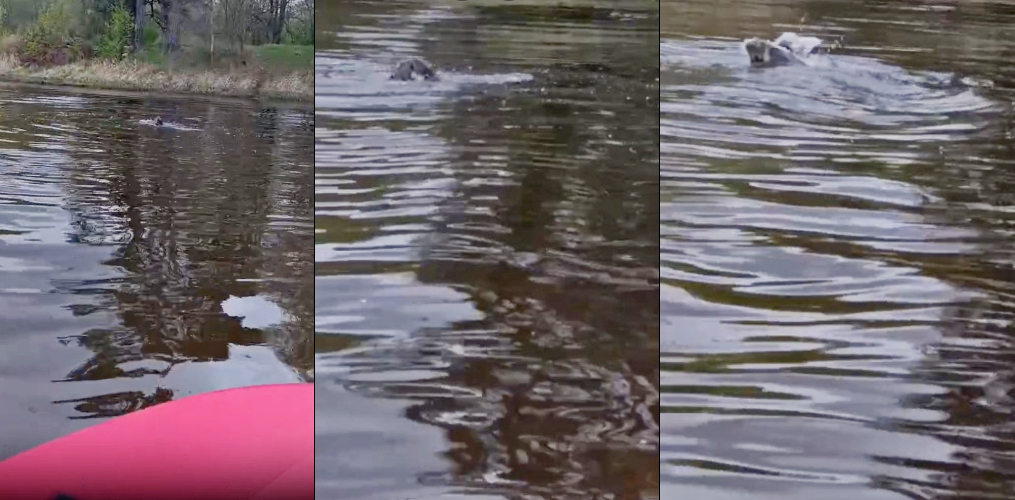 В Клязьме на территории Собинского района сняли на видео водное сражение двух бобров