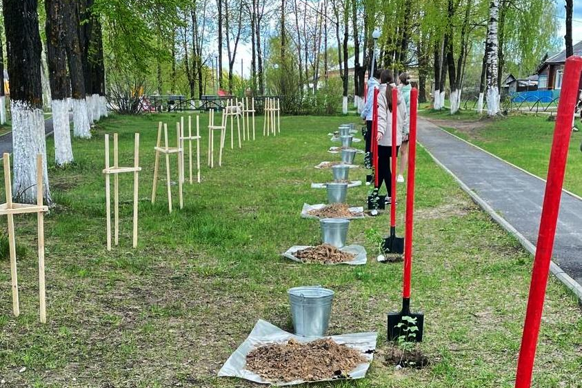 В Судогодском районе посадили 20 клонов «Тополя Победы» из Волгограда