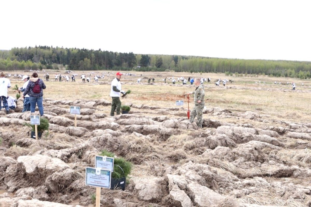 В Кольчугинском районе высадили геоглиф к 80-летию Победы 