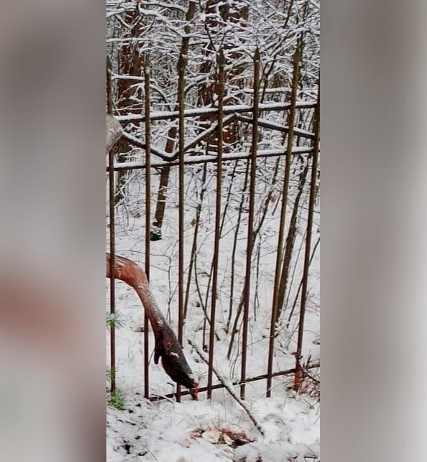 Владимирская прокуратура добивается сноса постройки, из-за которой погиб лось
