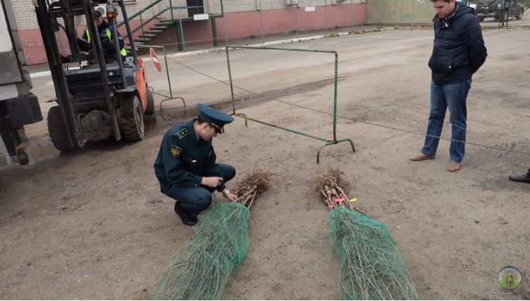 В городе Александров Владимирской области Россельхознадзор остановил незаконную продажу саженцев