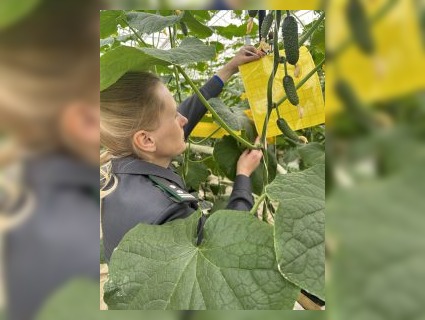 В тепличных хозяйствах Владимирской области установили феромонные ловушки для фитосанитарного мониторинга 