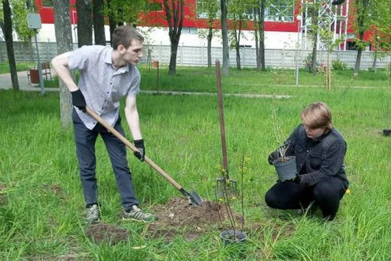 В Корове 50 школьников высадили «Сад памяти»