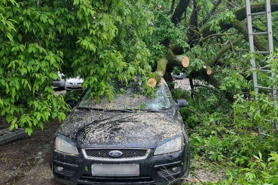 Во Владимире на улице Северной на легковой автомобиль упало дерево
