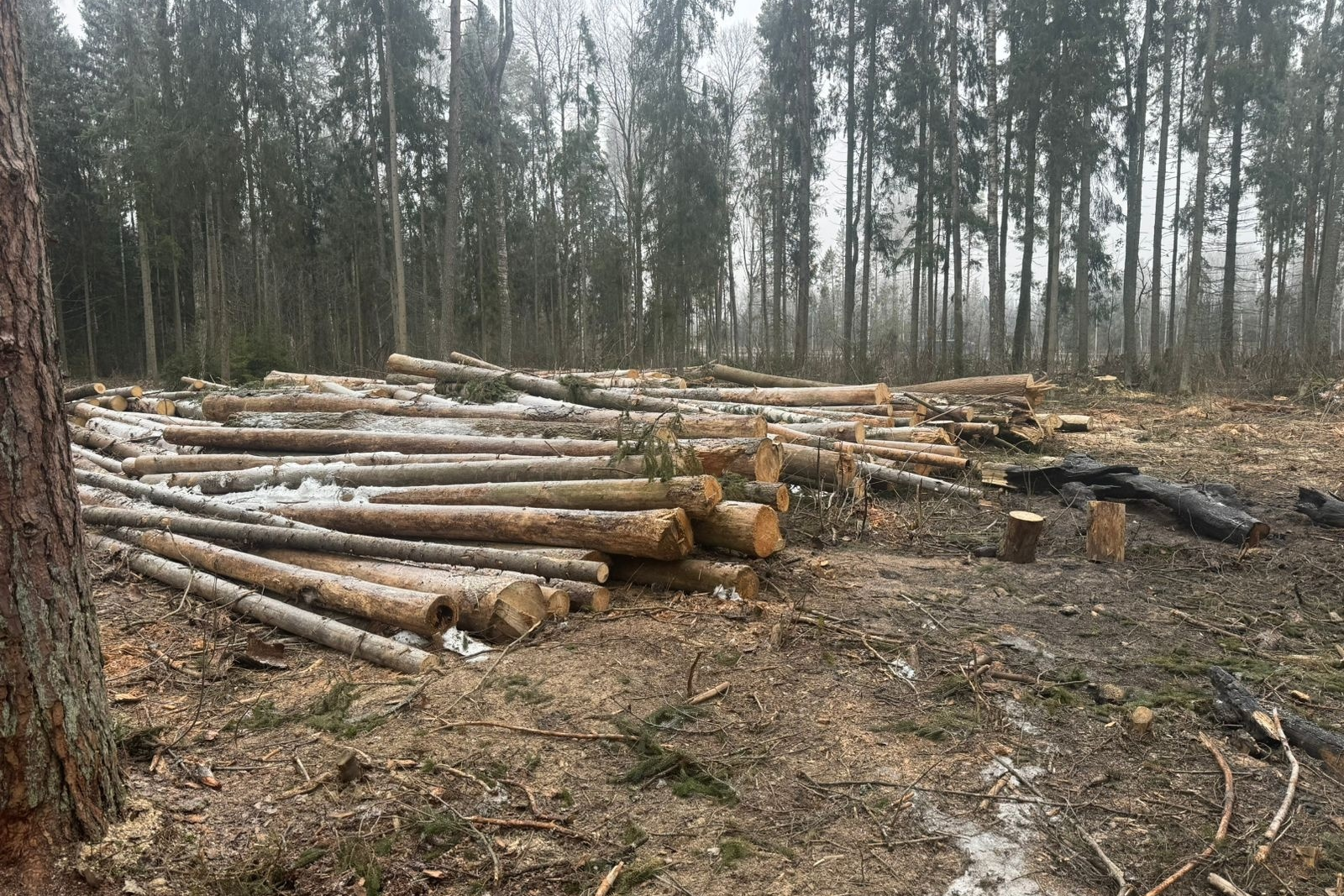 В Петушинском районе найдены нарушения лесного законодательства