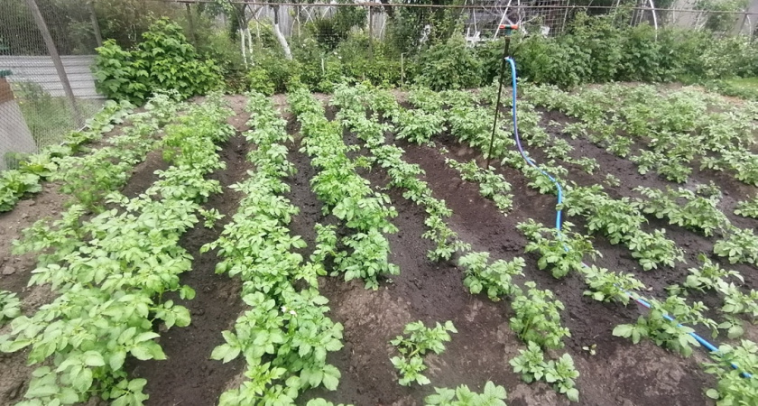  достаточно 2 рядов между кустами, и клубни целы