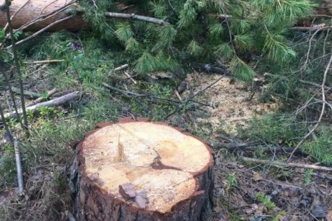 В Ковровском районе возбуждено уголовное дело из-за незаконной вырубки елей