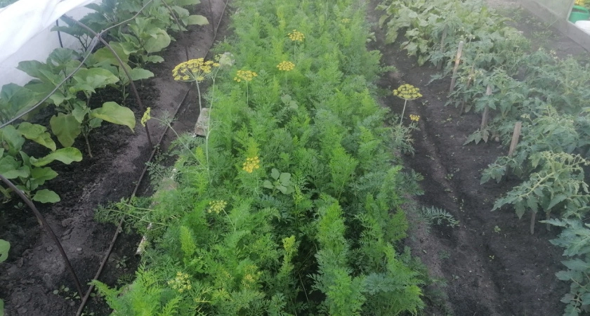 Как вырастить укроп-гигант: запомните 2 основные хитрости опытных дачников