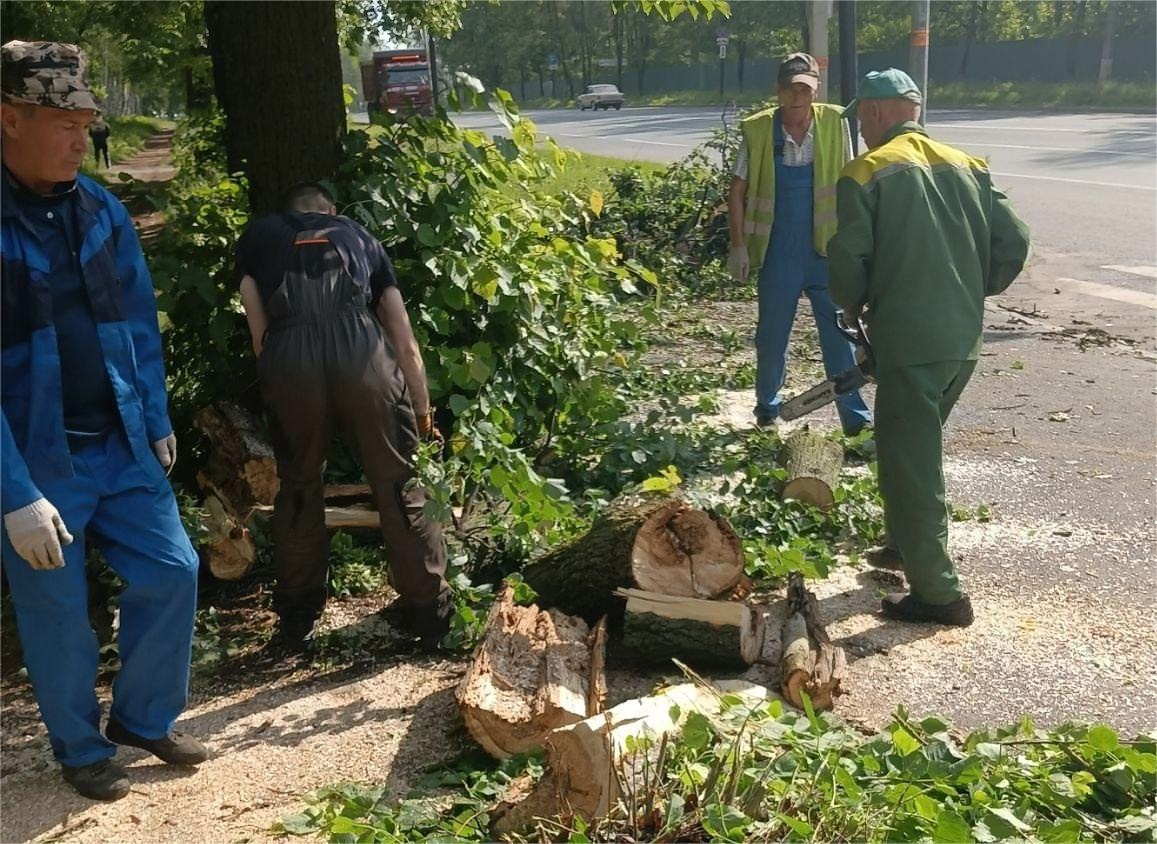 Ураган во Владимире повалил десятки деревьев