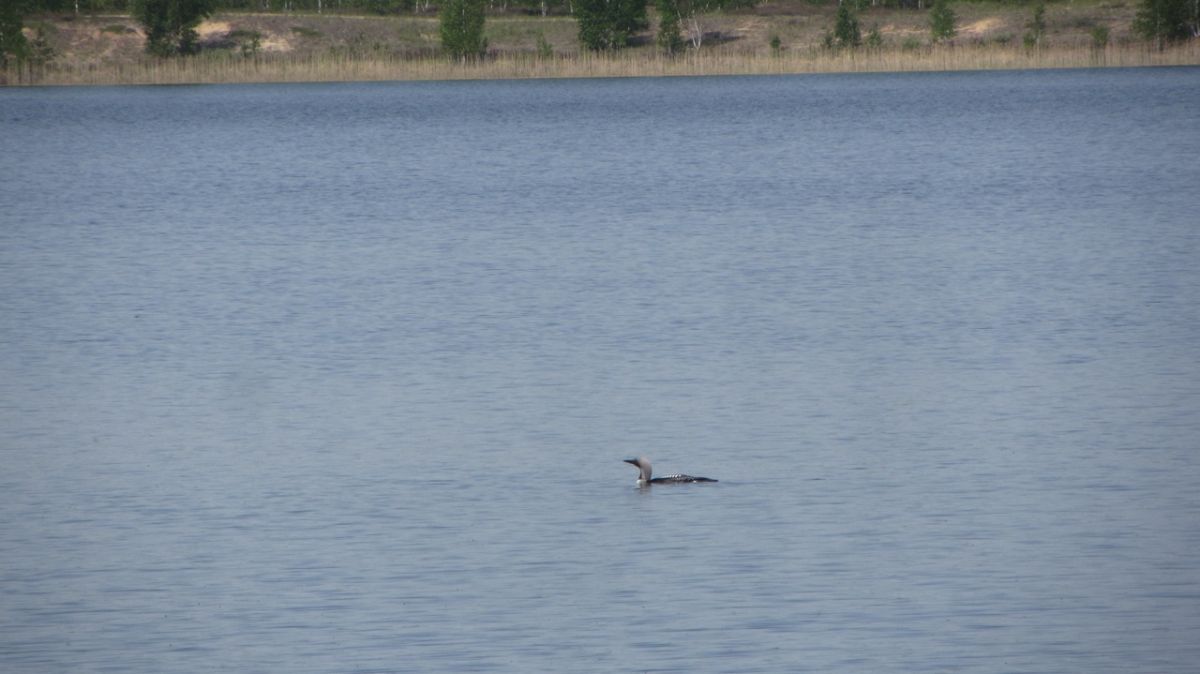 Во Владимирской области обнаружили редких водоплавающих птиц